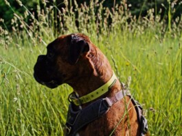 Pointer Brand